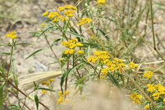 Flaveria ramosissima