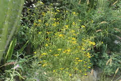 Flaveria ramosissima