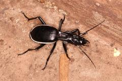 Anthia circumscripta