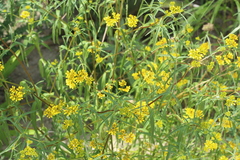 Flaveria ramosissima