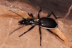 Anthia circumscripta