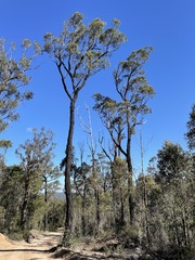 Eucalyptus suffulgens