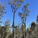 Eucalyptus suffulgens - Photo (c) Dean Nicolle, some rights reserved (CC BY-NC), uploaded by Dean Nicolle