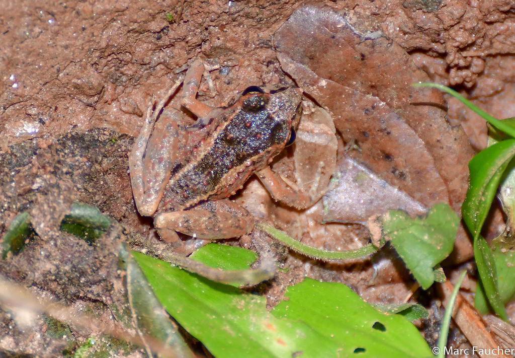 Trinidad Flat-Headed Frog