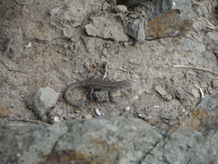 Liolaemus zapallarensis