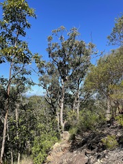 Eucalyptus carnea