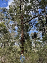 Eucalyptus megacarpa