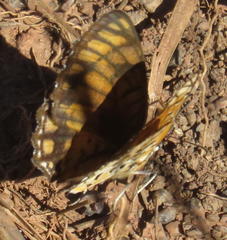 Byblia