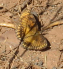 Byblia