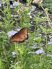 Danaus gilippus