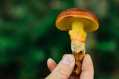 Suillus sinuspaulianus