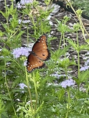 Danaus gilippus