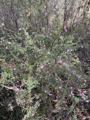 Boronia gracilipes