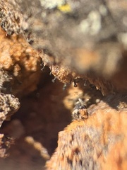 Chaenothecopsis perforata