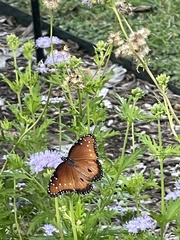 Danaus gilippus