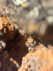 Chaenothecopsis perforata