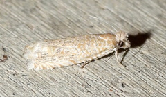 Pelochrista comatulana