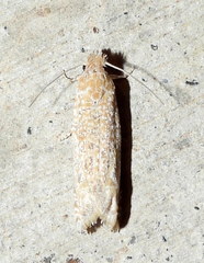 Pelochrista comatulana