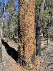 Corymbia bloxsomei