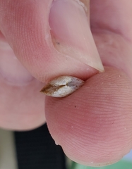 Transennella conradina