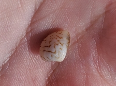 Transennella conradina