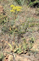 Kalanchoe paniculata