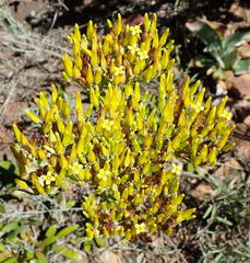 Kalanchoe paniculata