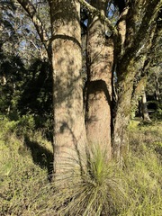 Eucalyptus eugenioides
