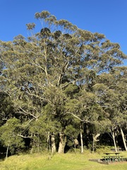 Eucalyptus eugenioides