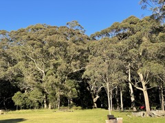 Eucalyptus eugenioides