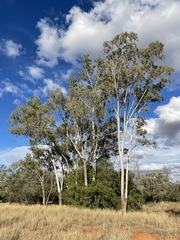 Eucalyptus intertexta
