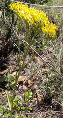Kalanchoe paniculata