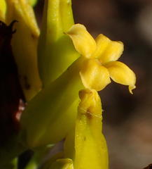 Kalanchoe paniculata