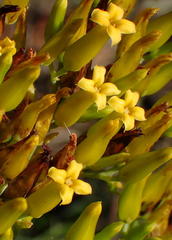 Kalanchoe paniculata