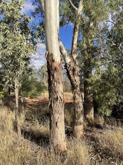 Eucalyptus intertexta