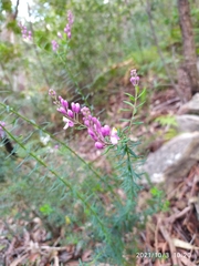 Comesperma ericinum