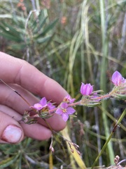 Boronia stricta