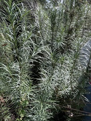 Podocarpus drouynianus