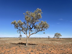 Corymbia terminalis