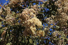 Corymbia terminalis
