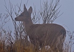 Hippocamelus antisensis