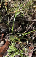 Pterostylis crispula