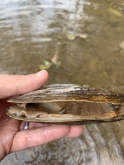 Ortmanniana ligamentina