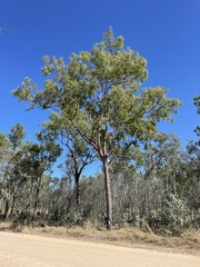 Corymbia polycarpa