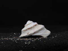 Bellastraea squamifera