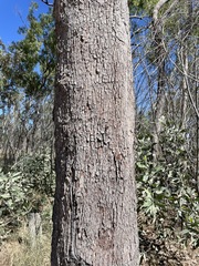 Corymbia polycarpa