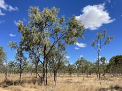 Eucalyptus microtheca