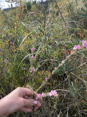 Boronia stricta