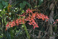 Renanthera coccinea