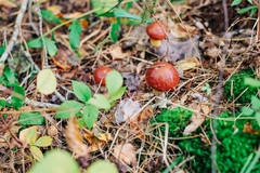 Suillus sinuspaulianus